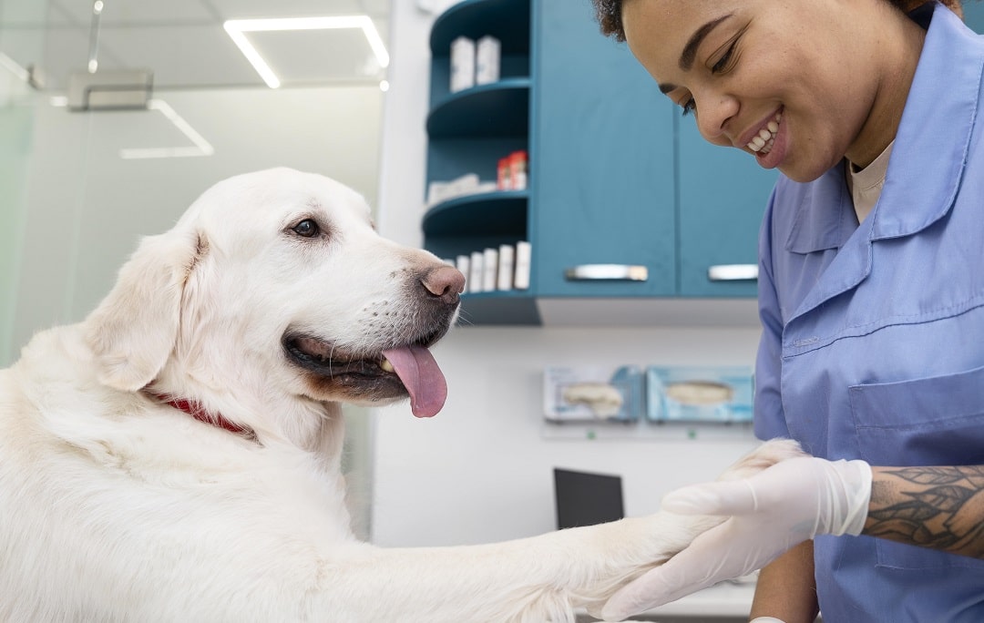 Veterinary Science Course: About Courses, Career Scope, Colleges, Fees, Entrance Exam, Admission 
